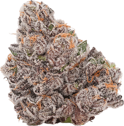 Glitter Bomb image 1